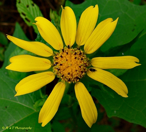 {Smallanthus uvedalia}